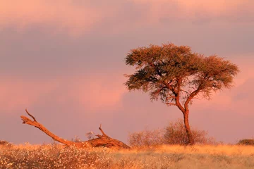 Poster Desert landscape, Kalahari © EcoView