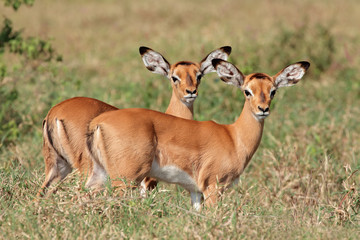 Naklejka na ściany i meble Antylopa impala jagnięta, Park Narodowy Lake Nakuru