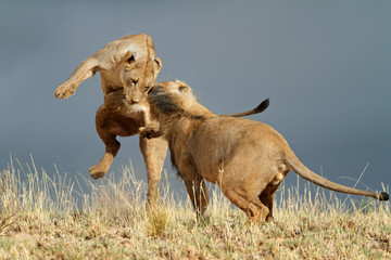 Playful African lions, Kalahari desert © EcoView