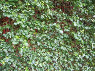 Ivy leaves
