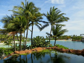 Obraz premium Palm trees by a small body of water