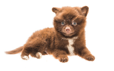 Fototapeta na wymiar Pomeranian spitz puppy