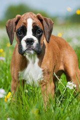 Boxerwelpe