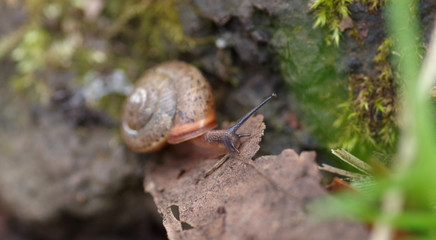 Brown snail