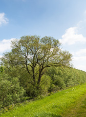 Young and fresh leaves at a large tree