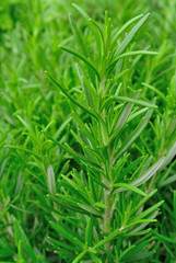 Rosemary