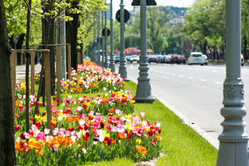 Colorful Tulips In Urban Traffic