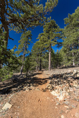Sentier de randonnée au Trodoos