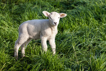 Obraz premium lamb