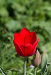 Flor Tulipan Rojo