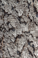 Bark