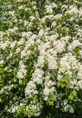 White flowering Hawthorn shrub in april