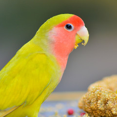 Yellow Lovebird