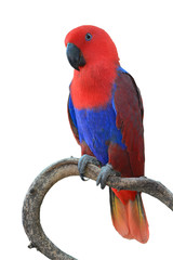 Beautiful red parrot