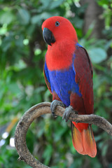 Beautiful red parrot