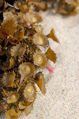 green anemones on the beach.