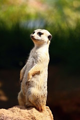 Meerkat