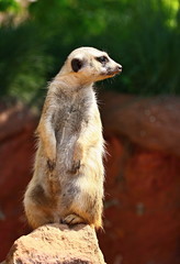 Meerkat