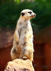 Meerkat