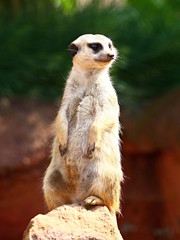 Meerkat
