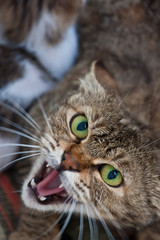 Ferocious domestic cat with open mouth