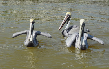 Pelicans