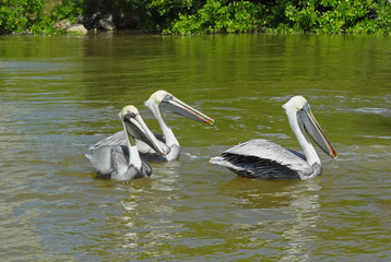 Pelicans