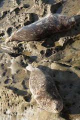Pair of Sea Lions