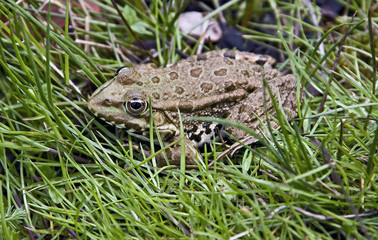 Frog