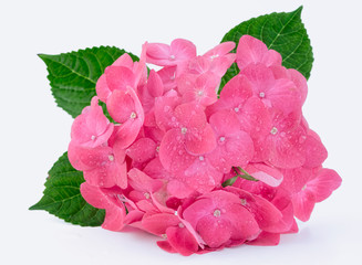 Hortenzia hydrangea pink flower in a pot