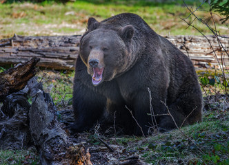 Obraz na płótnie Canvas brown bear - male