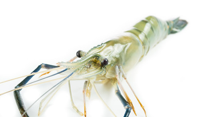 Close up prawn or raw shrimp isolated