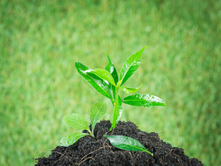 Young small new life green plant