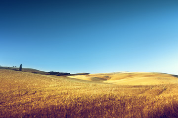 Fototapeta na wymiar field of barley in Tuscany, Italy