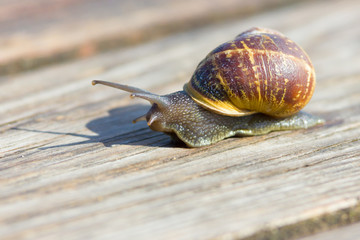 Snail