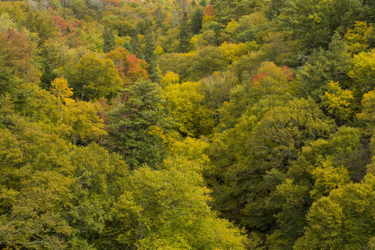 Fall Color Michigan Hills