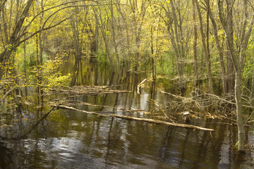 Flooded Forest