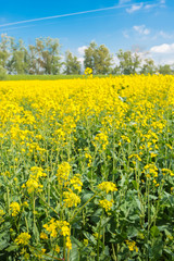 Obraz premium Yellow blooming rapeseed in springtime
