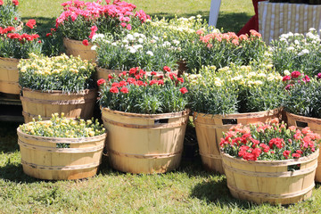 giardinaggio fioritura primaverile esposizione in vasi