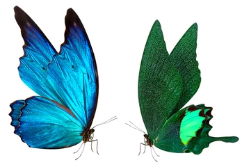 Crédence de cuisine en verre imprimé Papillon beau papillon isolé sur blanc