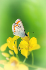 Fototapeta na wymiar Beautiful butterfly on yellow meadow flower