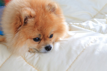 cute pet in house, pomeranian dog on bed