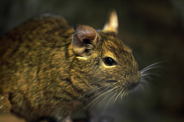 mouse animal closeup