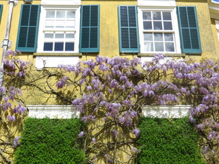 Naklejka premium Wisteria on housefront
