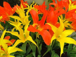 orange and yellow tulips