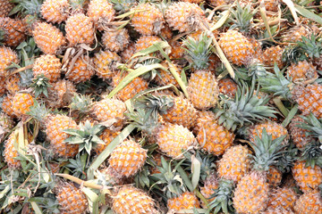 Fototapeta premium stack of many ripe pineapple in the fruit market.