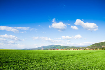 green field background