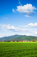 Fototapeta premium green field background