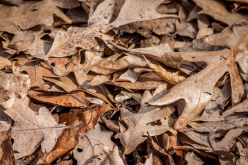 Brown Leaves