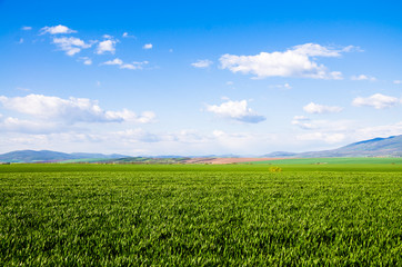 Fototapeta premium green field background